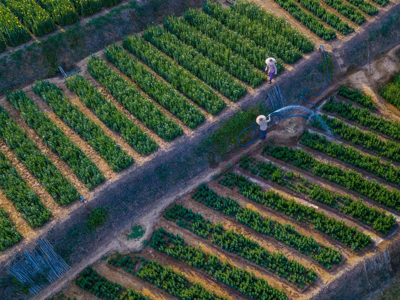 Commercial landscape with varied planting, irrigation zones, hardscape, and site constraints